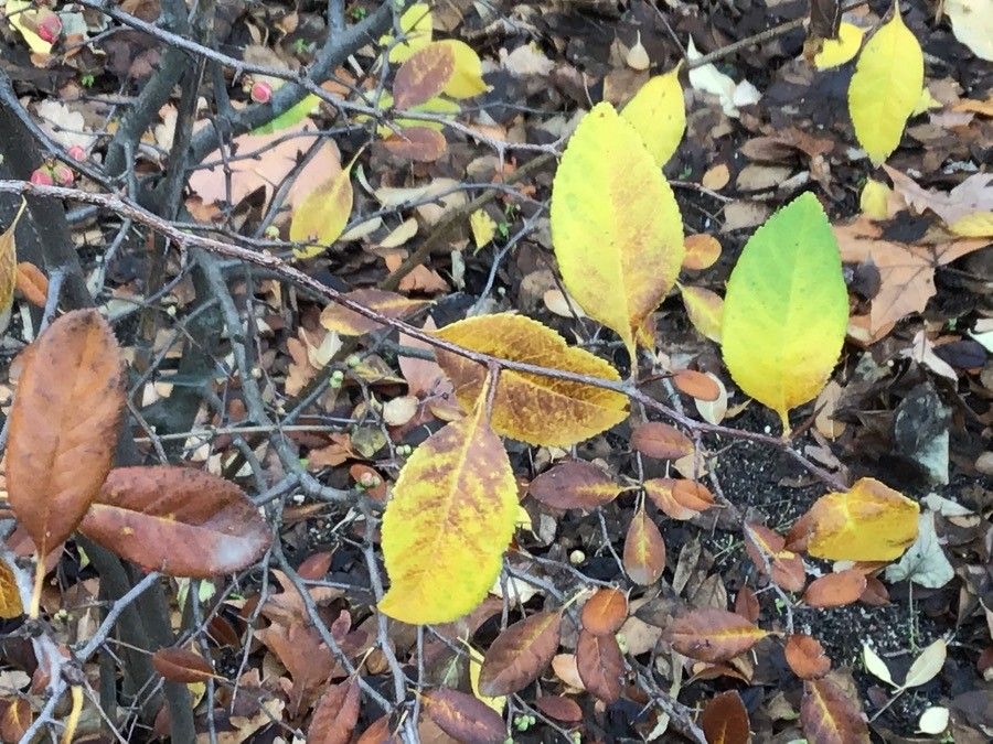 Chaenomeles sinensis leaf