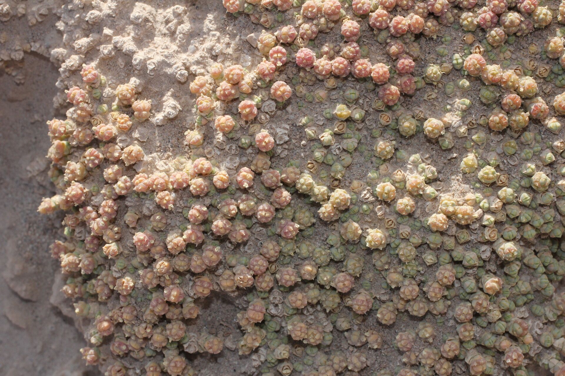 Salicornia pulvinata habit
