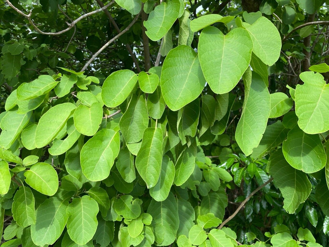 Pisonia margaretiae leaf