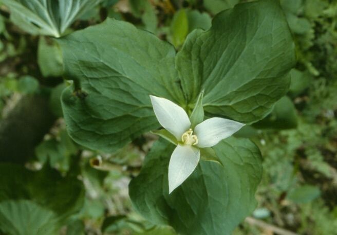 Trillium flexipes habit