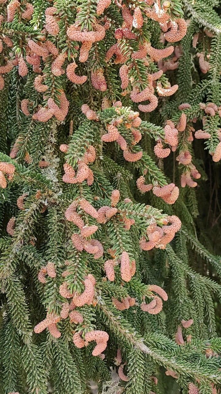 Picea orientalis flower