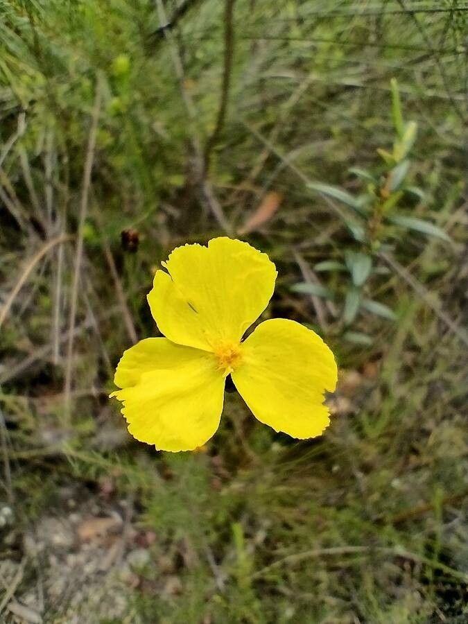 Xyris operculata flower