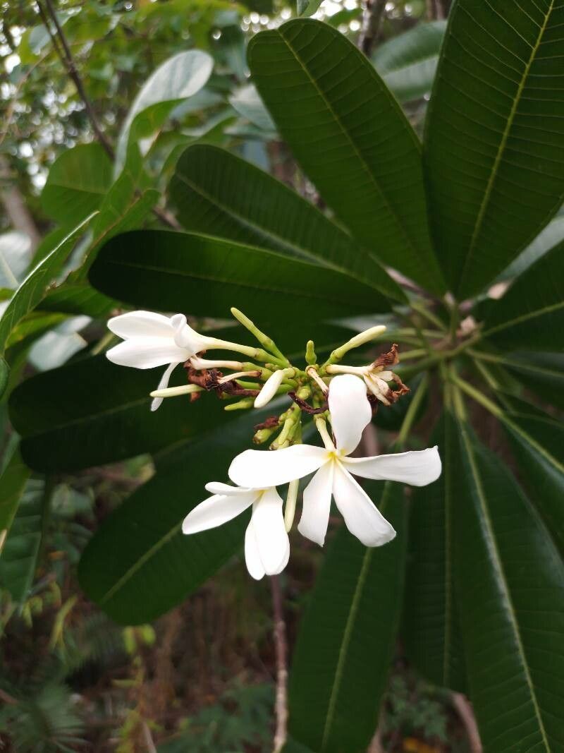 Plumeria magna other