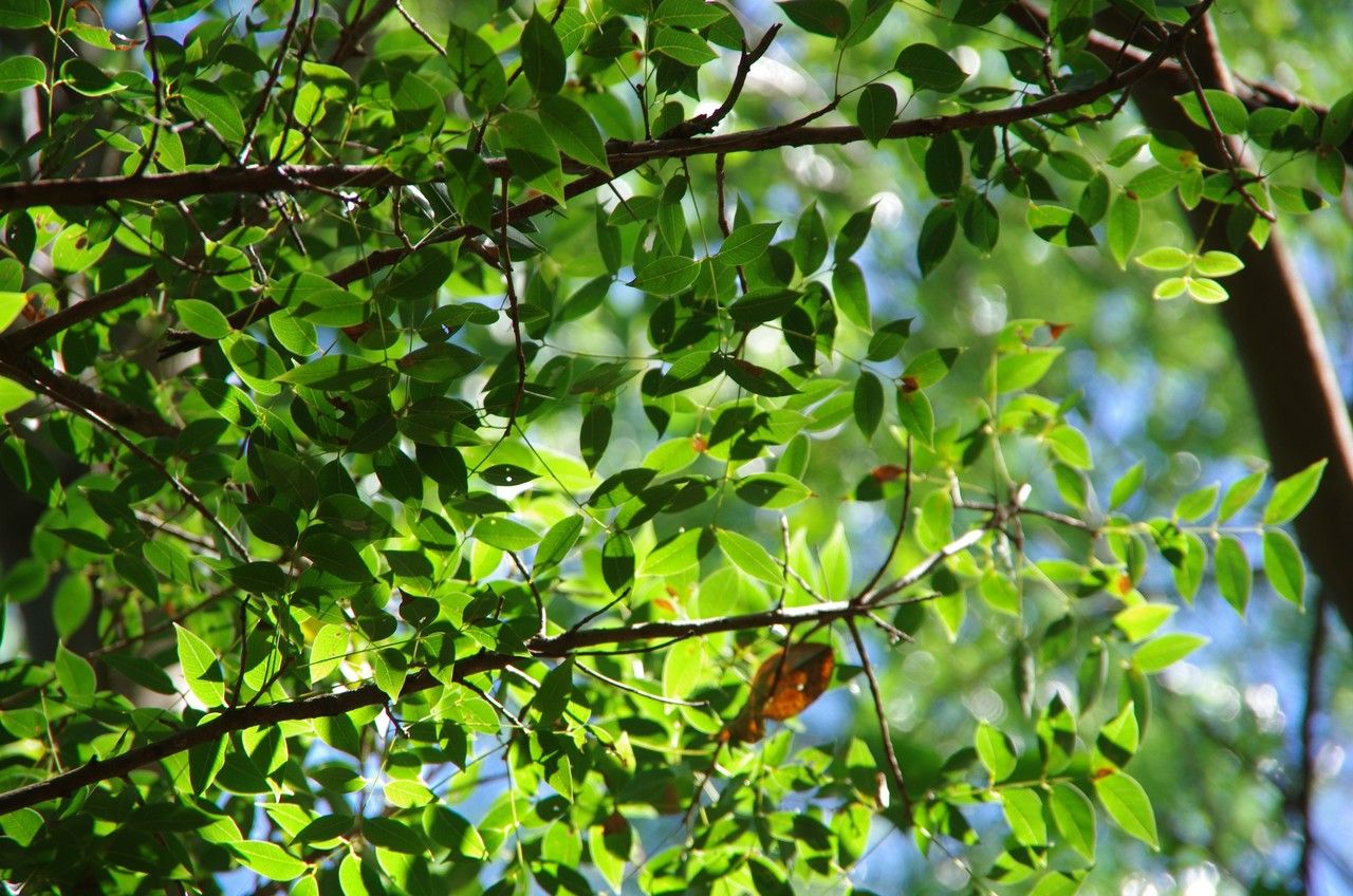 Magnolia dodecapetala leaf