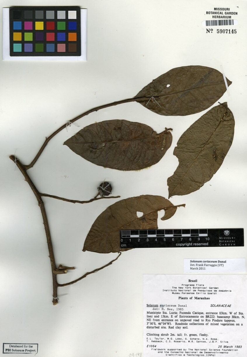 Solanum coriaceum other