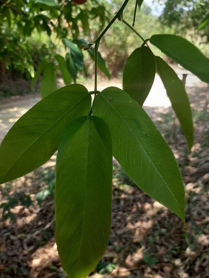 Dendrolobium umbellatum leaf