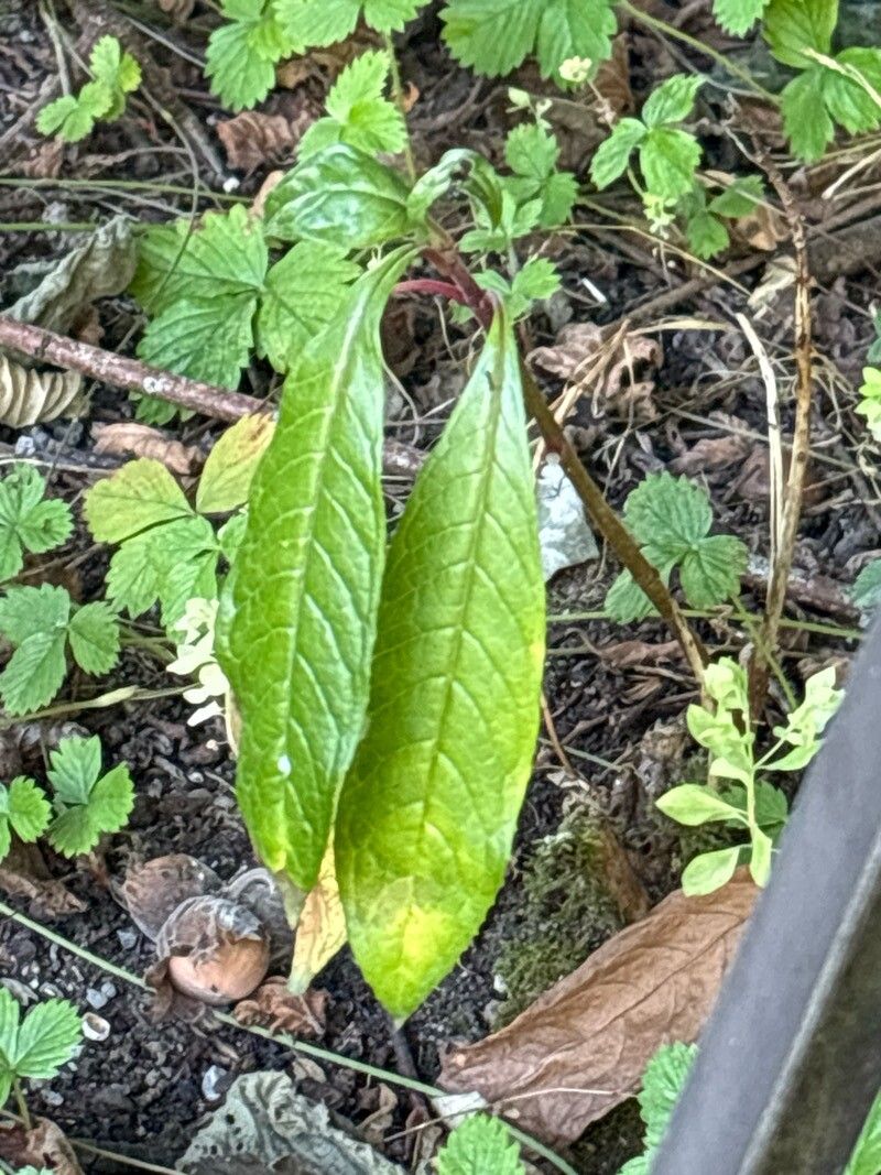 Fuchsia austromontana