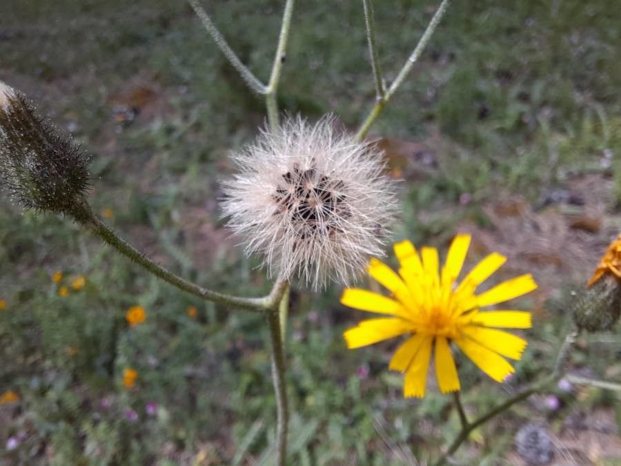 Hieracium lachenalii fruit