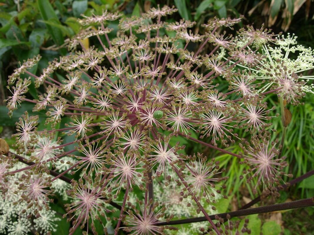 Angelica pubescens flower
