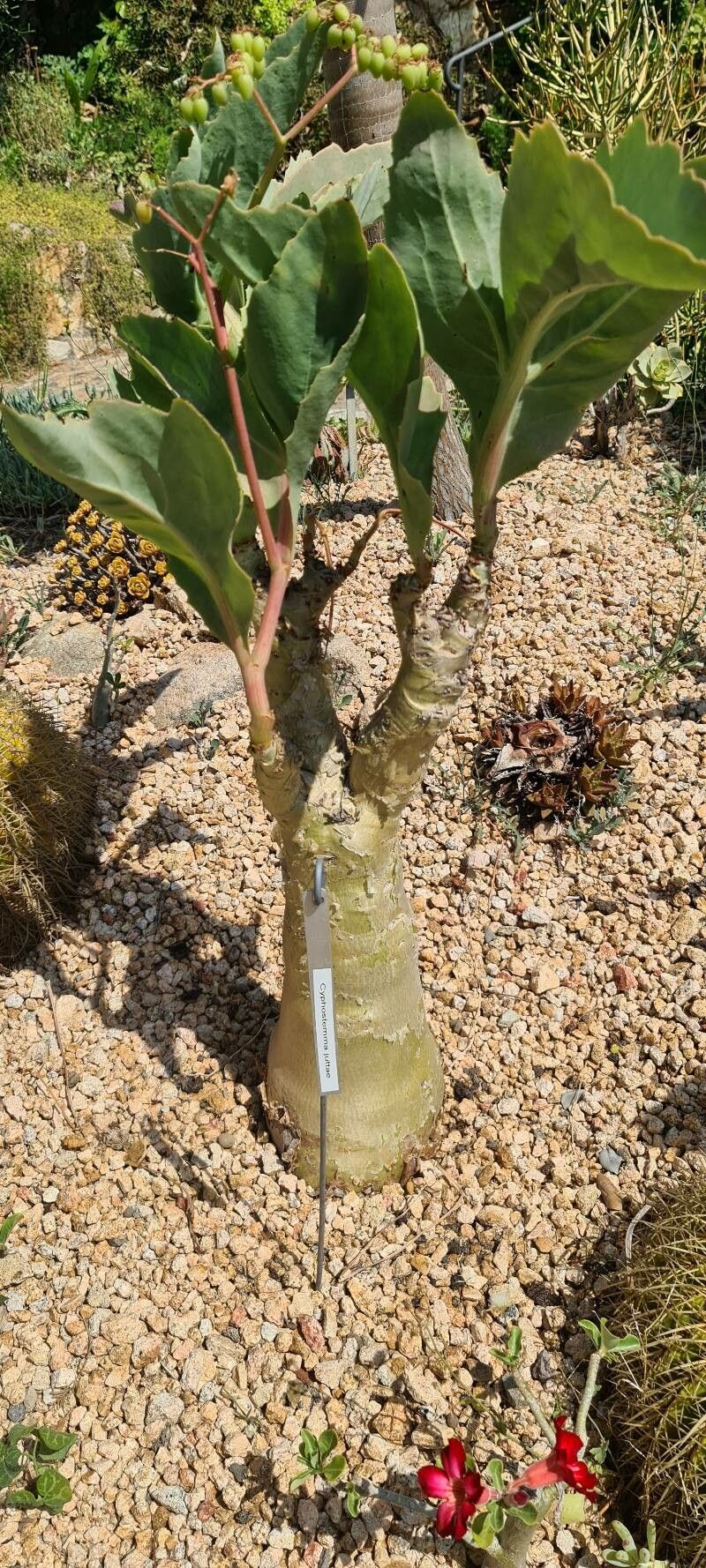 Cyphostemma juttae flower