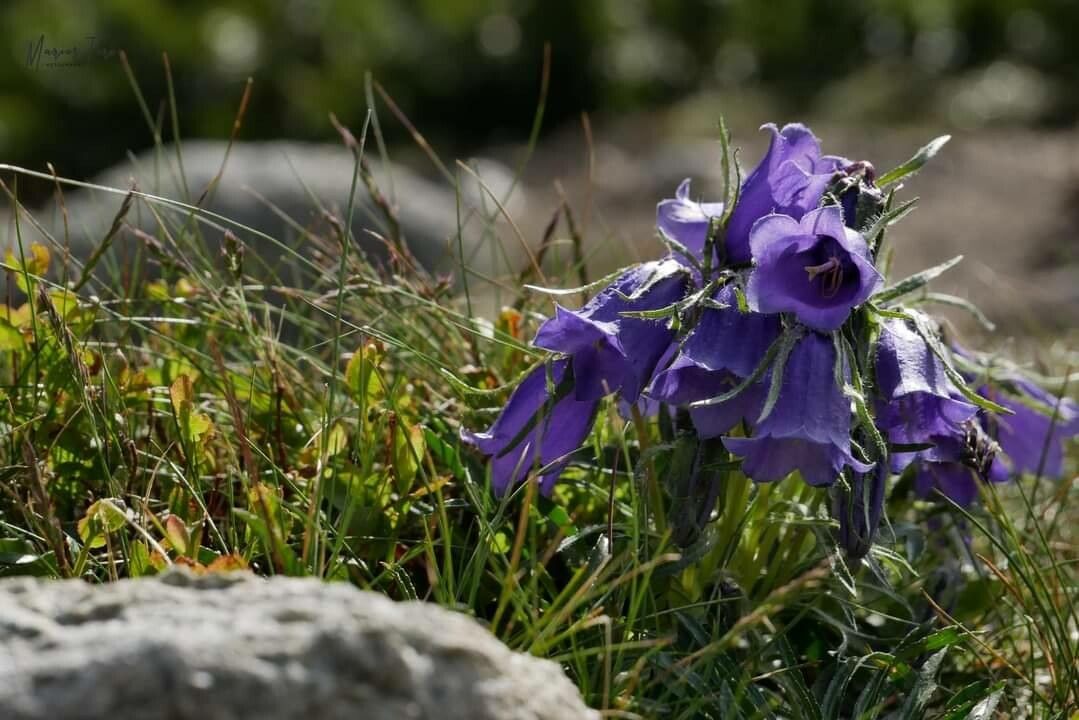 Campanula alpina flower