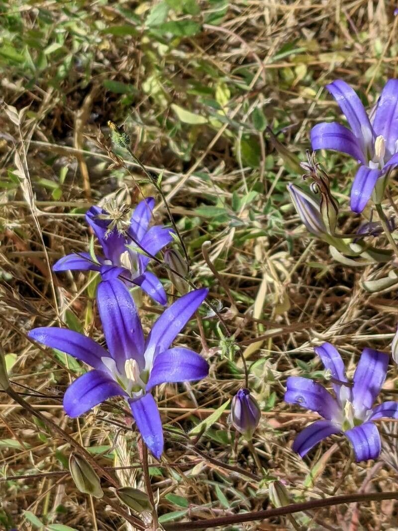 Brodiaea elegans — related species from the same genus