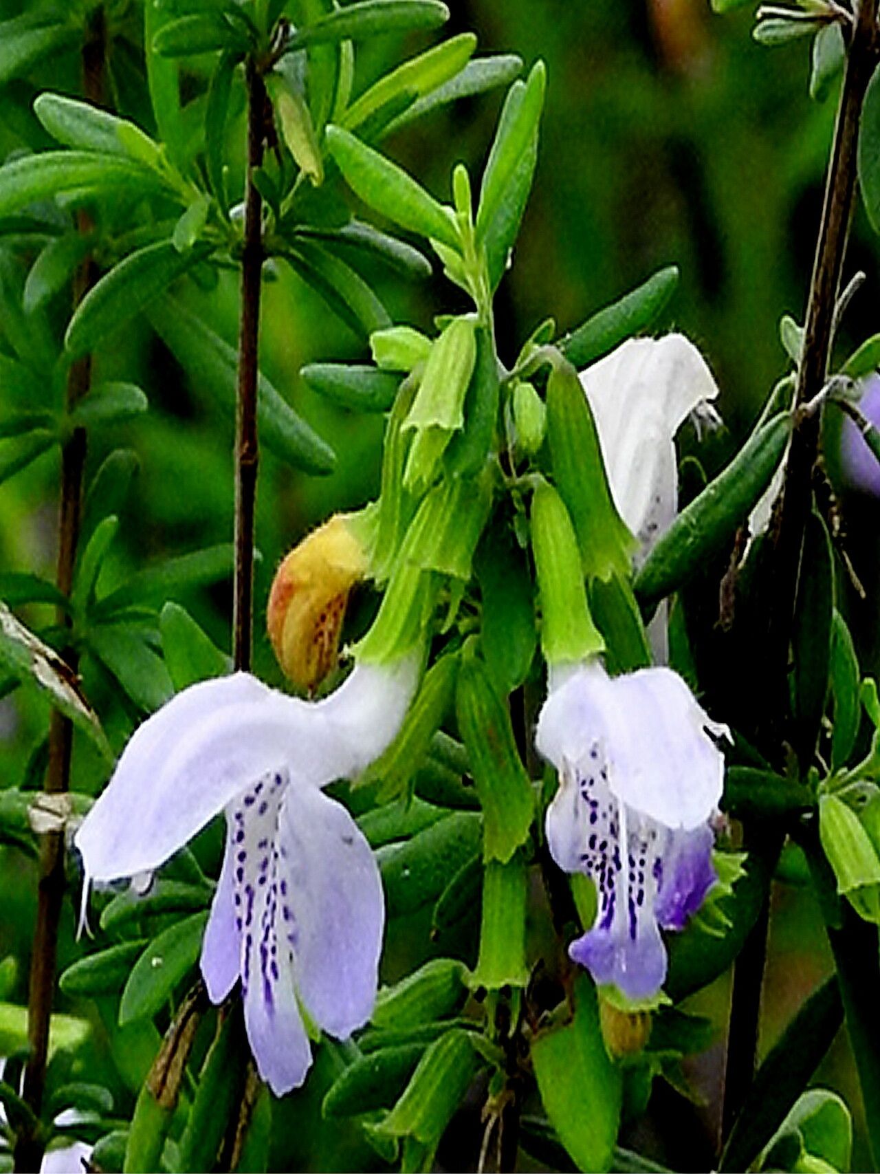 Conradina etonia — related species from the same genus
