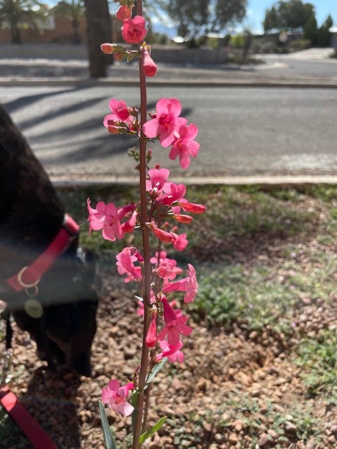 Penstemon utahensis flower