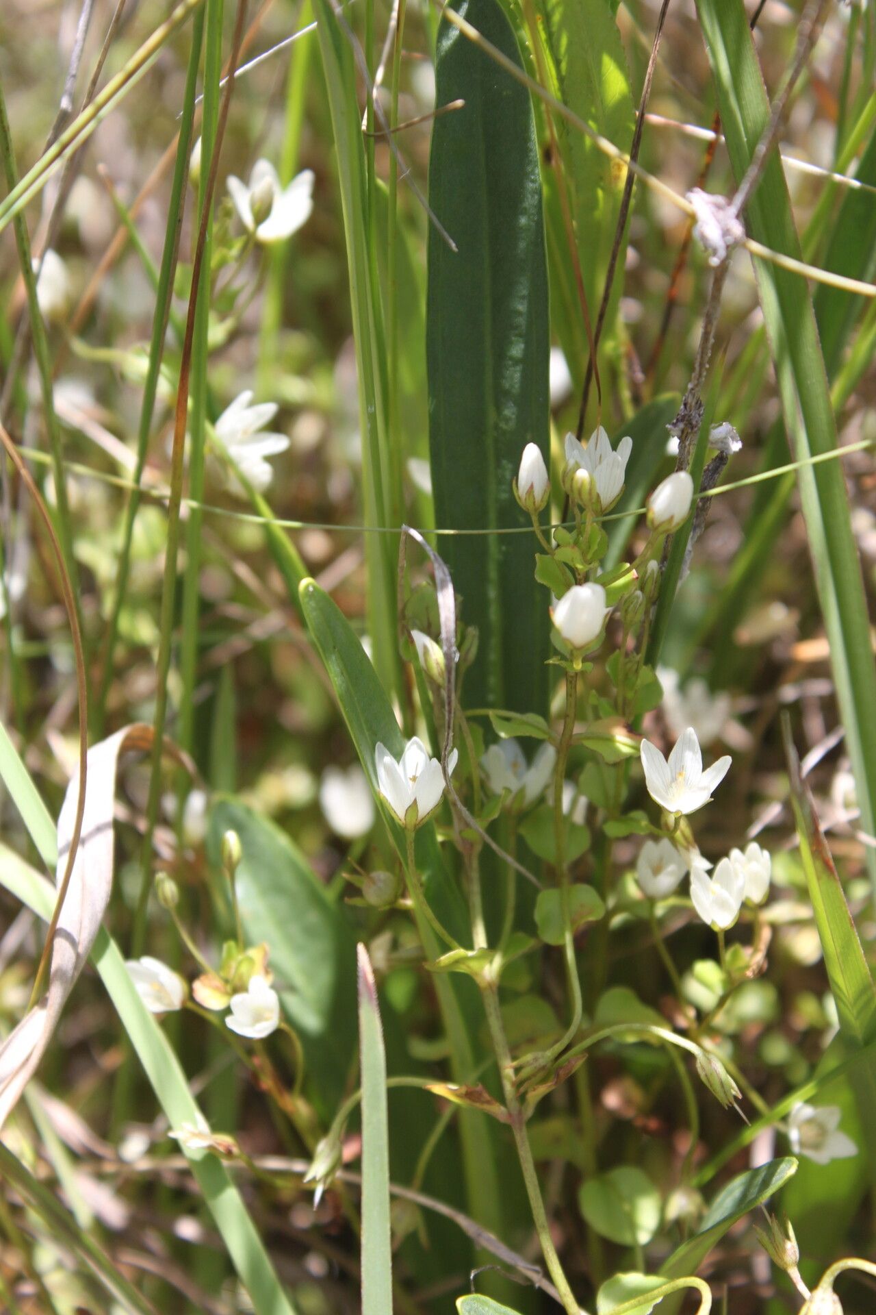 Lysimachia tenuicaulis — search result for 'Lysimachia'