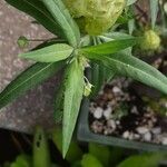 Gomphocarpus physocarpus