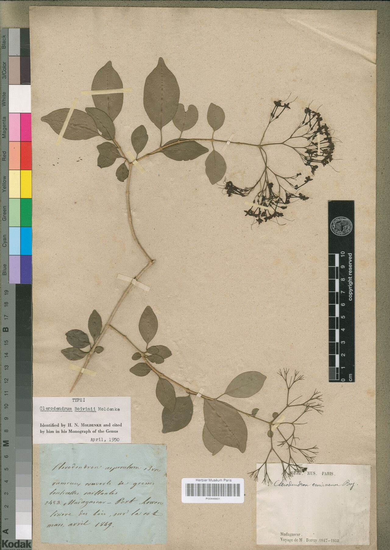 Clerodendrum boivinii — houseplant care guide