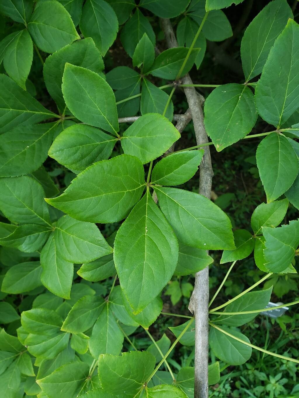 Eleutherococcus divaricatus — related species from the same genus