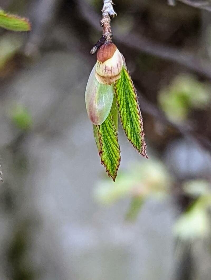 Corylopsis pauciflora — loam houseplant