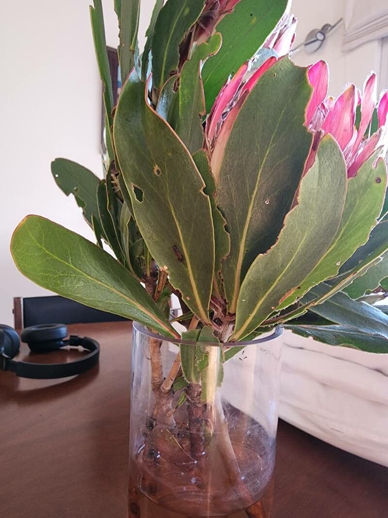 Protea obtusifolia leaf