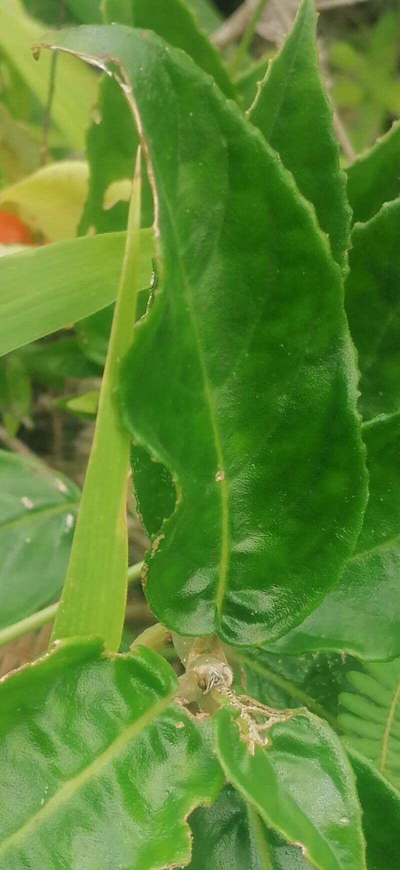 Drymonia serrulata — houseplant care guide