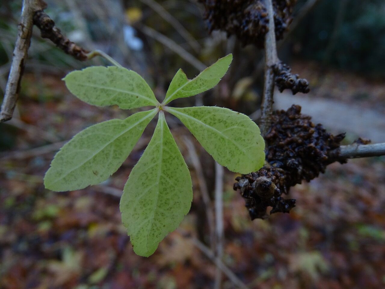 Eleutherococcus nodiflorus — related species from the same genus