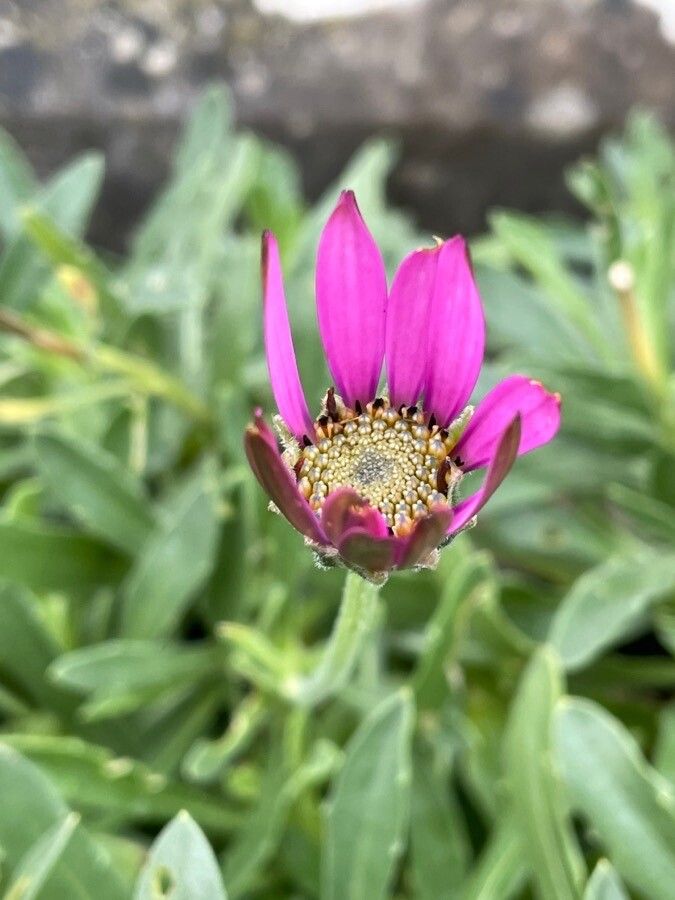 Osteospermum jucundum flower