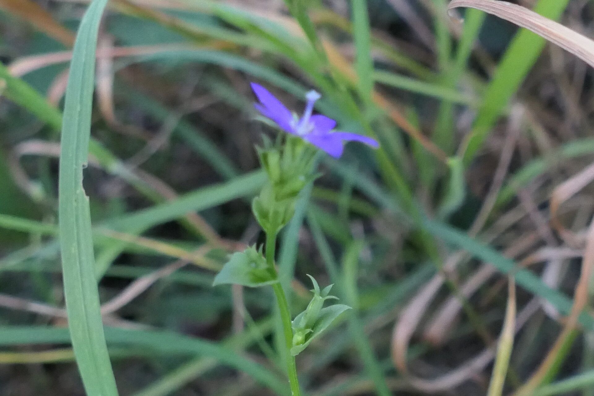 Triodanis biflora leaf