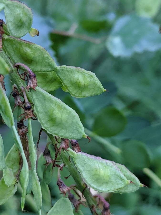 Hedysarum boutignyanum fruit