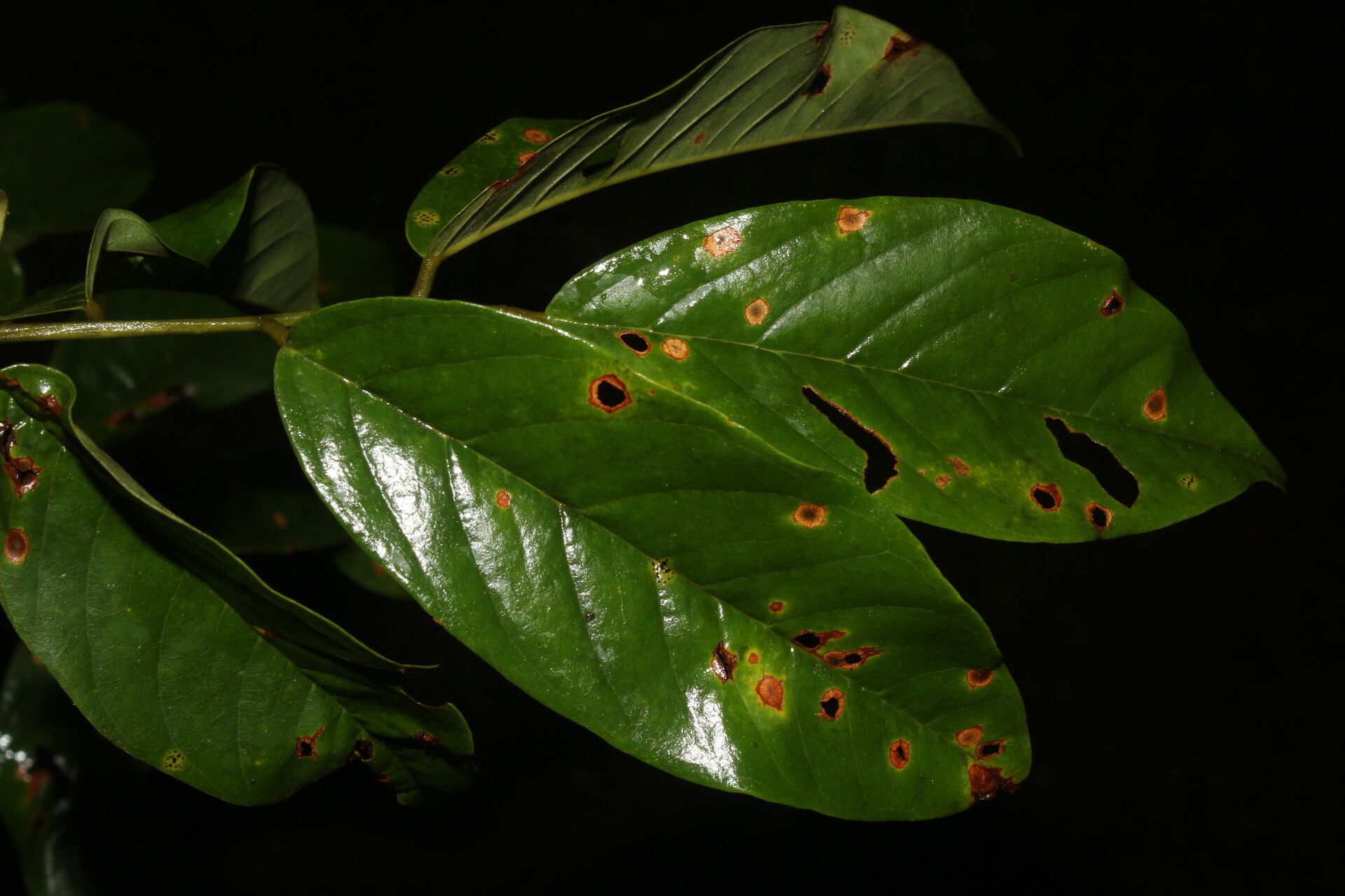 Pterocarpus hayesii — search result for 'Pterocarpus'