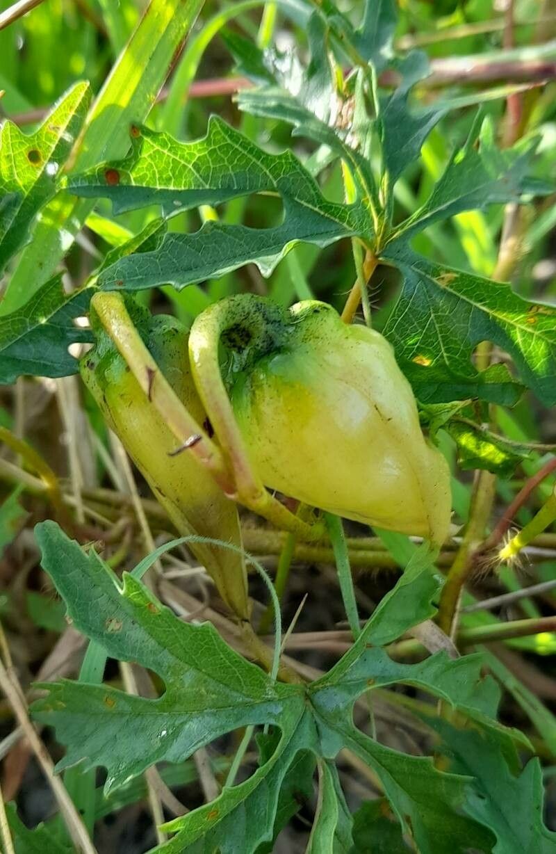 Merremia dissecta fruit