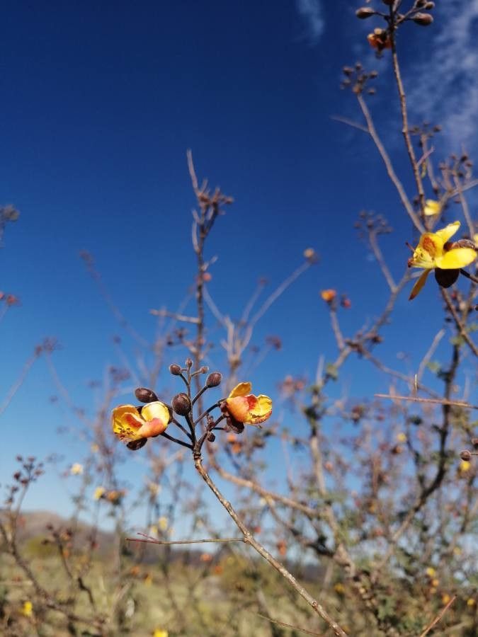 Caesalpinia palmeri — search result for 'Caesalpinia'