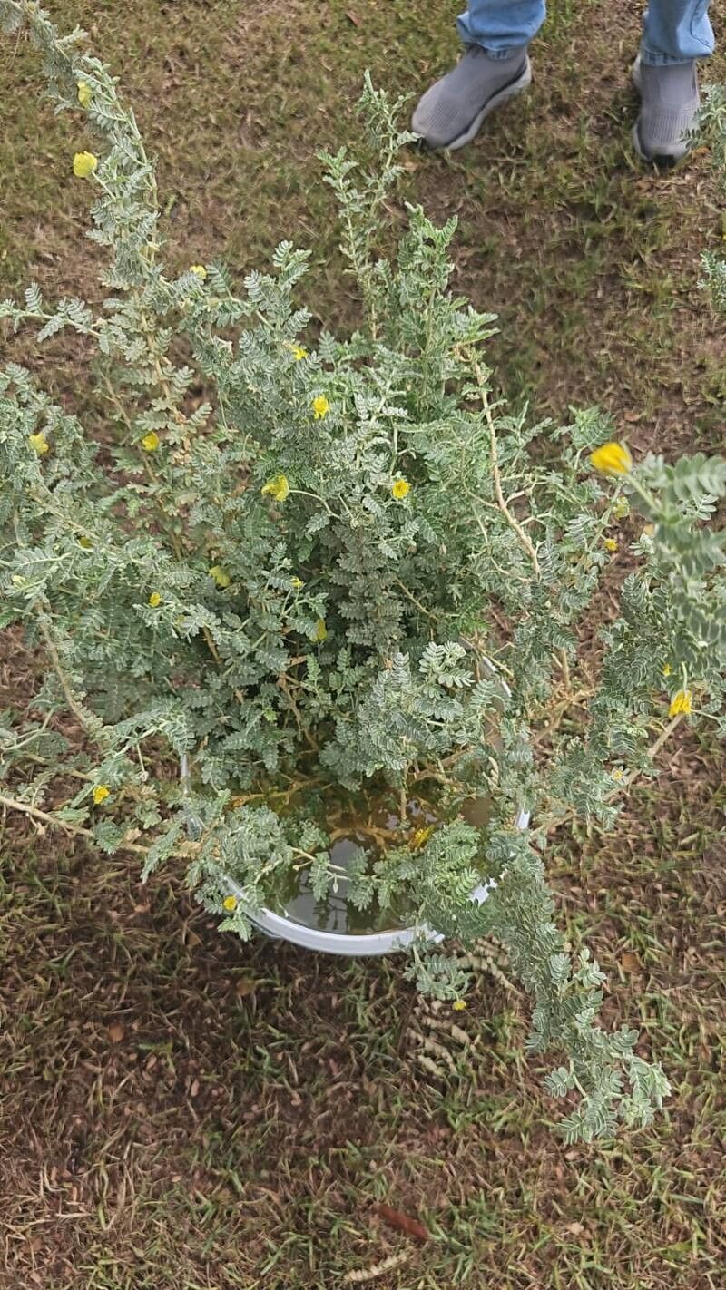 Tribulus arabicus — related species from the same genus