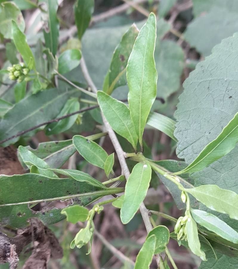 Cestrum euanthes — search result for 'Cestrum'