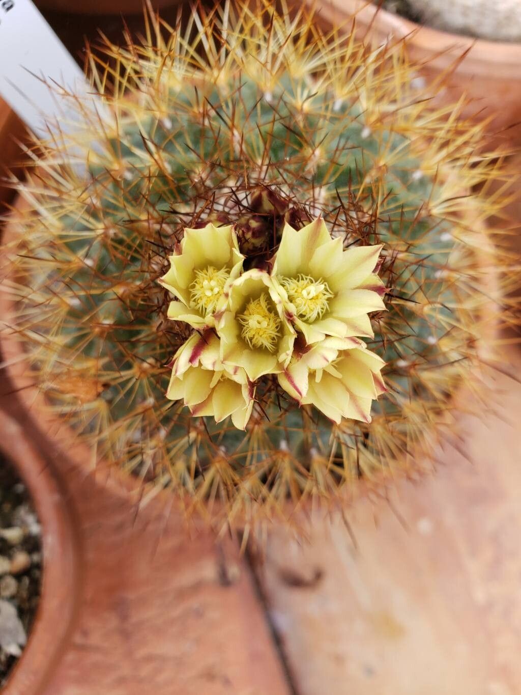 Acharagma aguirreanum flower