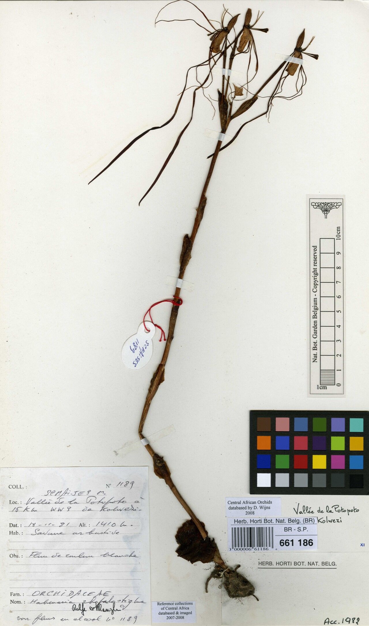 Habenaria rhopalostigma — houseplant care guide