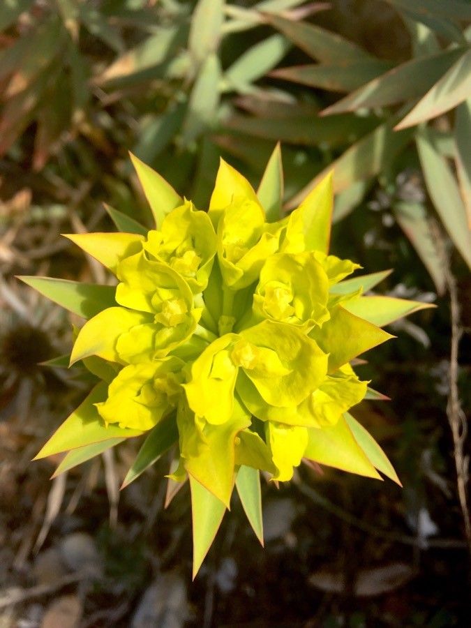Euphorbia macroclada flower