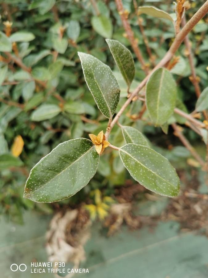 Elaeagnus Parvifolia leaf
