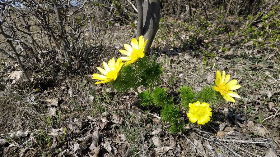 Adonis pyrenaica flower
