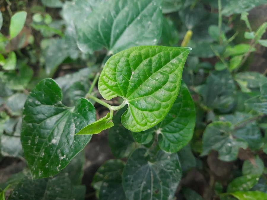 Piper longum — search result for 'Piper'