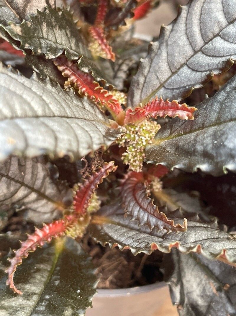 Pilea hitchcockii leaf