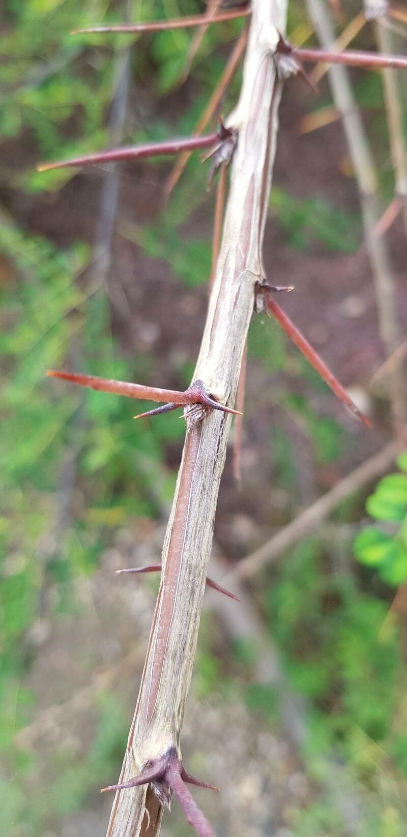 Caragana brevispina bark