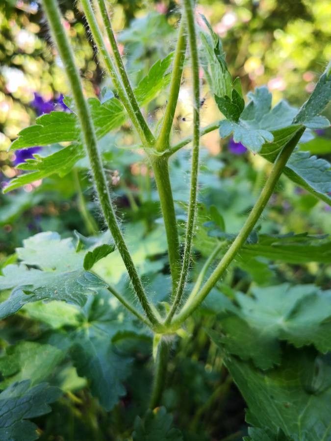 Geranium himalayense bark