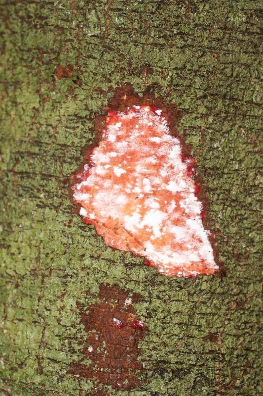 Couma guianensis other