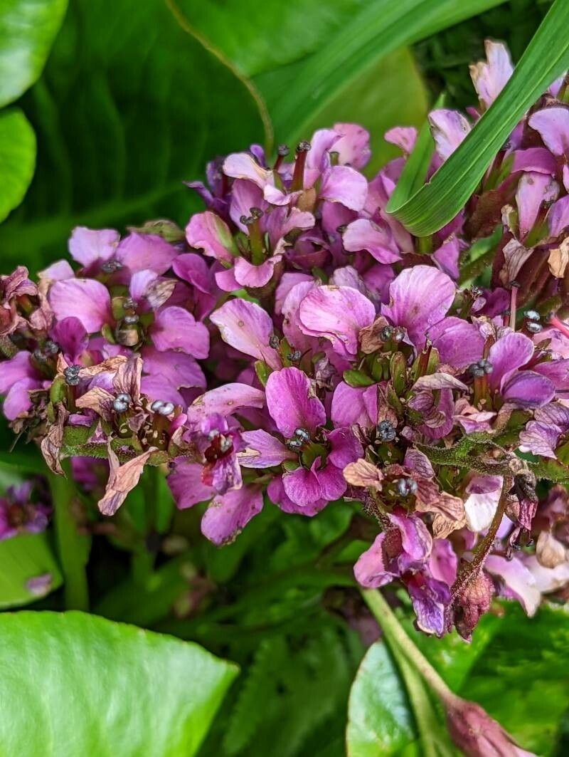 Bergenia purpurascens flower