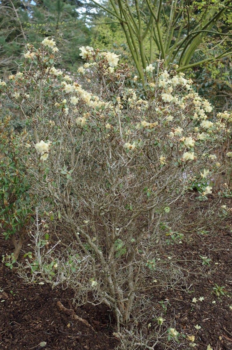 Rhododendron flavidum habit