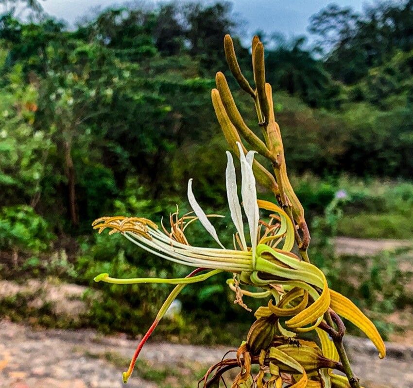 Bauhinia ungulata flower