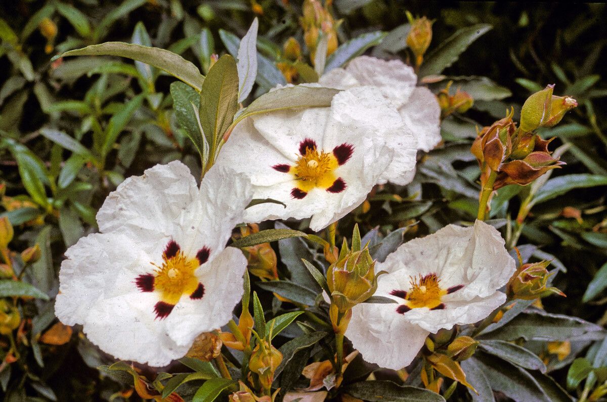 Cistus × cyprius — search result for 'Cistus'