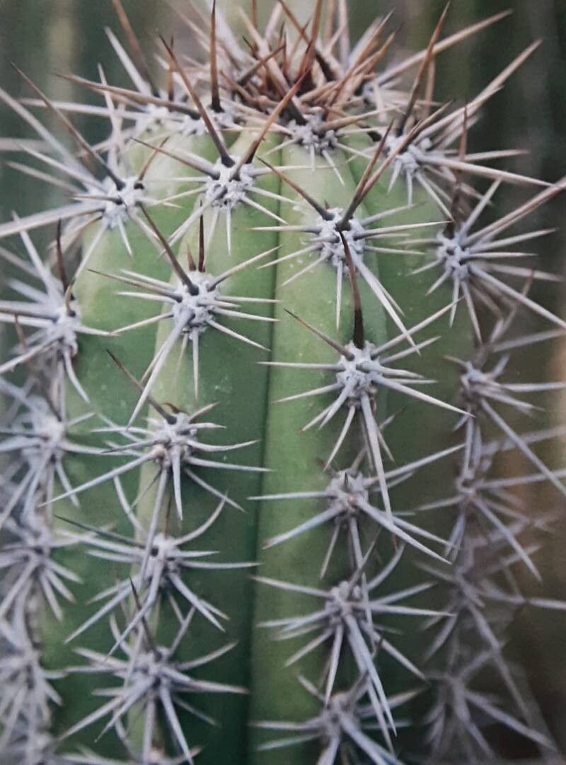 Leucostele werdermanniana habit