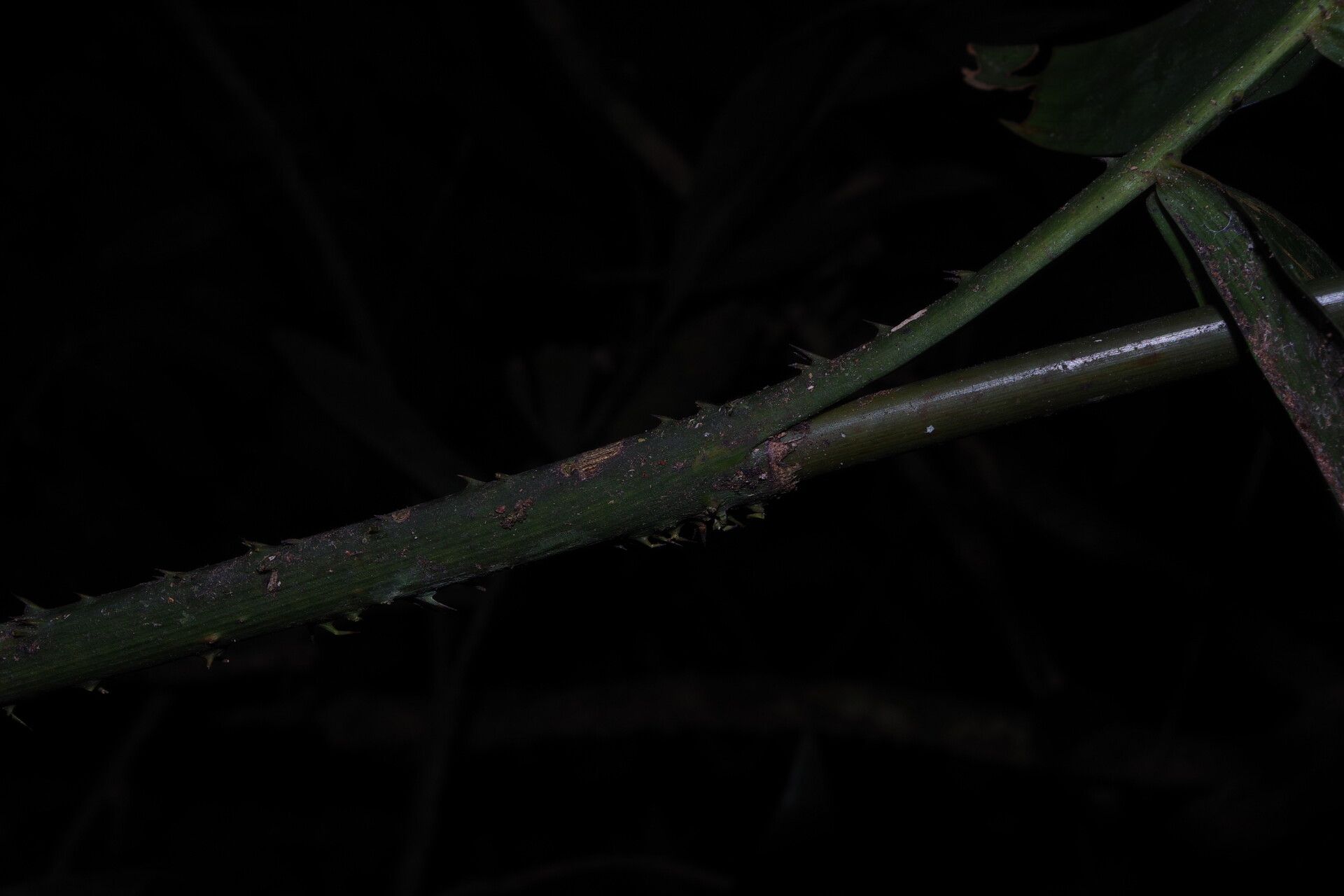 Laccosperma cristalensis bark